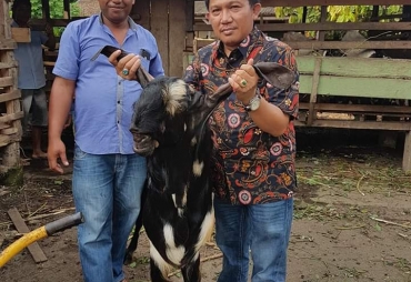 Hindari Inbreeding, 30 Pejangan Kambing Boerka Dipinjamkan
