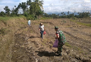 Serma N Simanjuntak Bantu Petani Tanam Jagung di Desa Munte