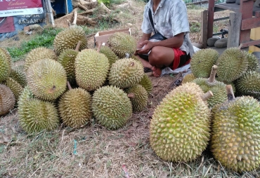 Durian Bengkulu Miliki Potensi Ekspor